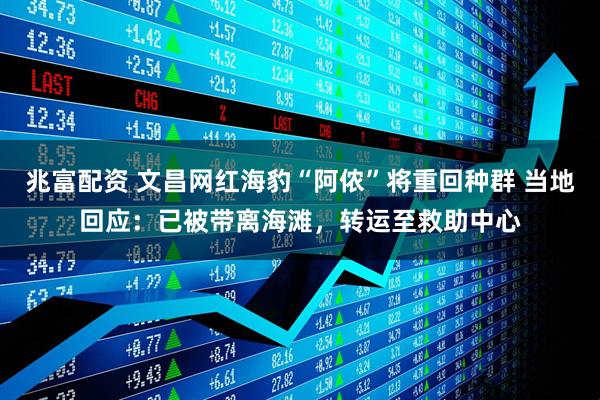 兆富配资 文昌网红海豹“阿侬”将重回种群 当地回应：已被带离海滩，转运至救助中心